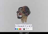 藏品(中國湖北皮影戲偶頭-淨)的圖片